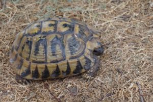 Eindruck Schildkröte 1