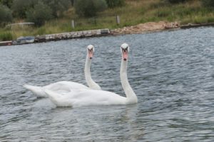 Eindruck Schwan 2