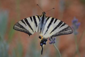 Eindruck Schmetterling 1